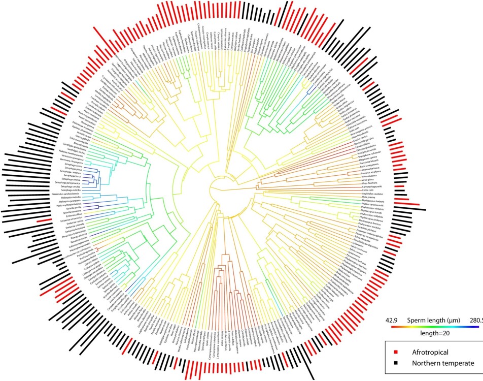 A phylogeny of 264 songbird species. The lines in the center show both total sperm length (coded according to color) and how species are related: for more distantly-related species, you have to trace the lines back farther towards the center to find a connection between them. This figure also shows whether the species is from the Afrotropical or North-temperate region, by whether the outer-most bar is red (Afrotropical) or black (North-temperate). For example, there is a cluster of quite closely related temperate species with long sperm (blue center lines) at about “9 o’clock” on the circle, and a group of more distantly-related, mostly Afrotropical, species with short sperm (red center lines) at 6 o’clock. This figure is from a recent paper from our lab, Omotoriogun et al. 2020.