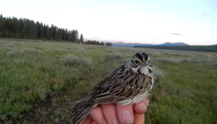 Savannah sparrow: Though the bird’s plumage is a bit dull, it belongs to a taxonomic family that doesn’t occur in Europe, so it’s particularly exciting to be able to get a sperm sample!