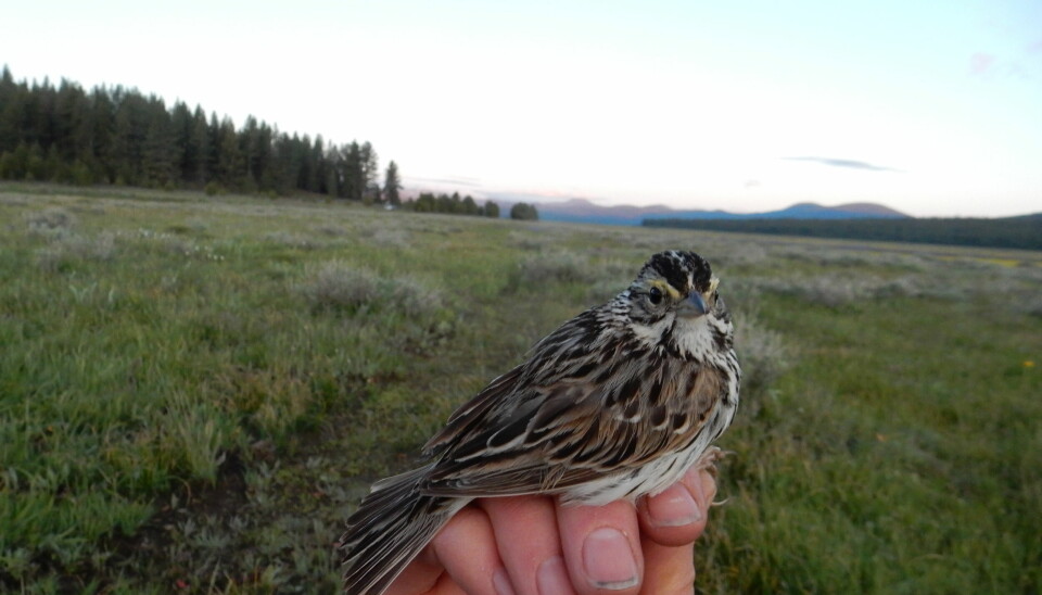 Savannah sparrow: Though the bird’s plumage is a bit dull, it belongs to a taxonomic family that doesn’t occur in Europe, so it’s particularly exciting to be able to get a sperm sample!