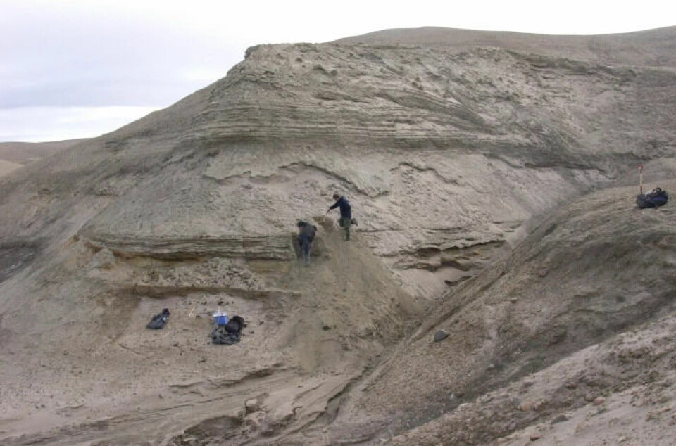 Eske Willerslev and Kurt H. Kjær expose layers from coastal sediments in connection with sampling at Kap København in Greenland.