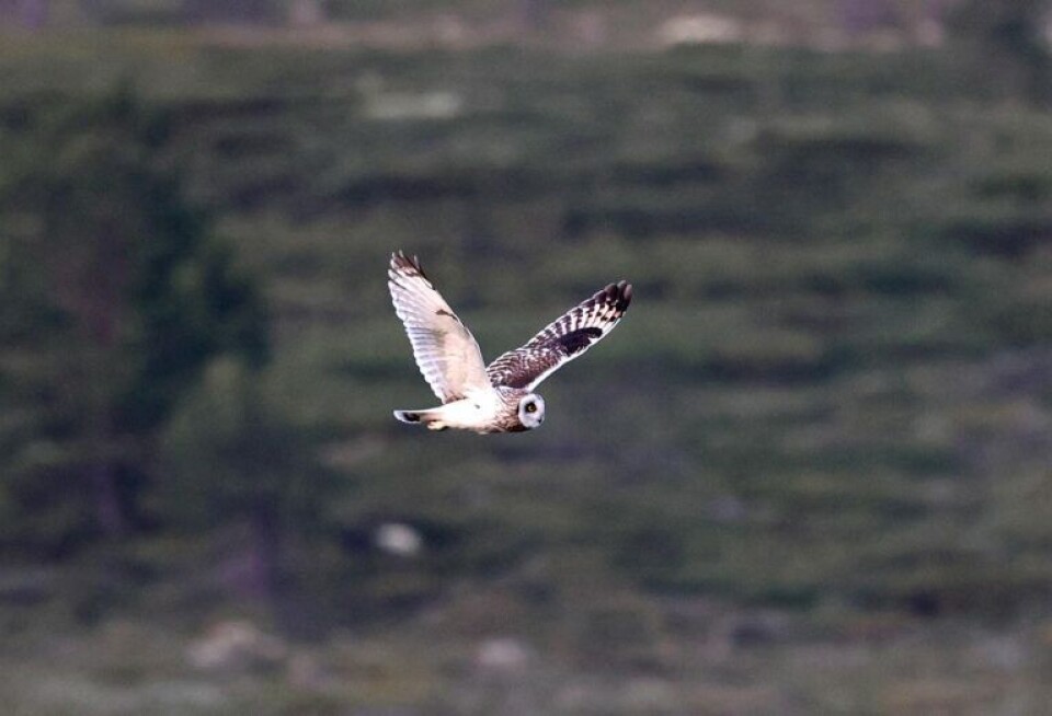 “A study from King’s College in London suggests that seeing and hearing birds improves mental well-being. This also applies to people who already have a diagnosis of depression, suggesting that not only is it good to walk in green spaces, but if you can hear and see birds there you feel even better,” says Solveig Bøe, professor of philosophy at NTNU.