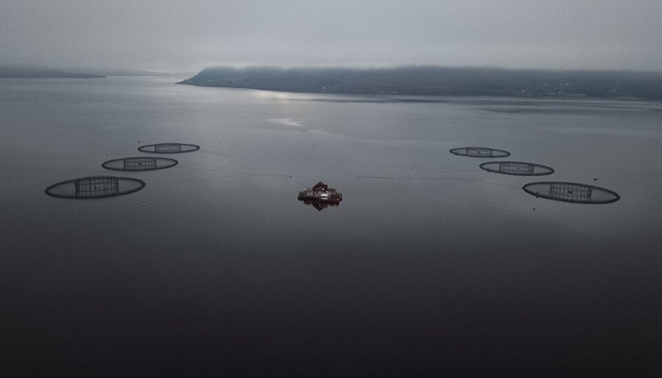 The experiment was done on a commercial scale in the fish farm Fosså. Three cages were experimental cages, and three were controls without protective measures against sea lice.