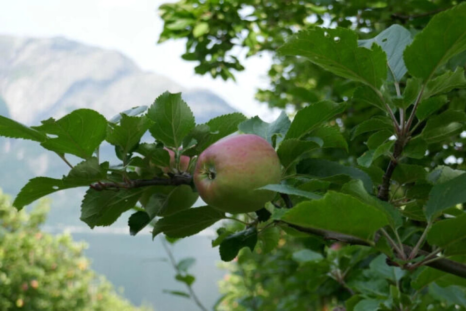 The term ‘Cider from Hardanger’ has a Protected Geographical Origin label (PDO)s and can only be used for cider made from apples grown in Hardanger.