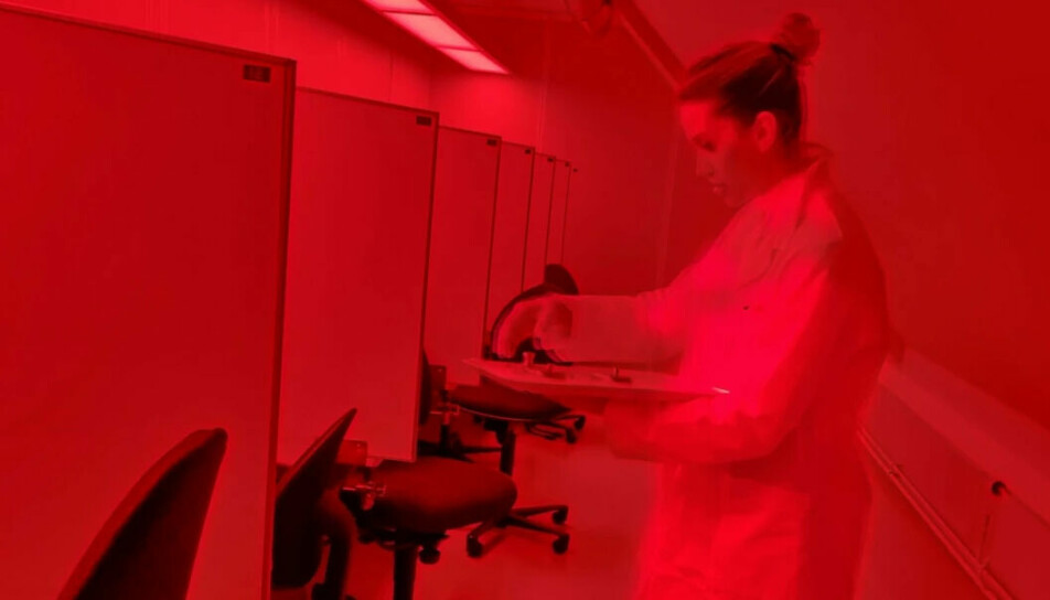 Lab assistant Lene Marie Berg Olsen prepares samples for taste testing. Red light is used when the testers aren’t supposed to assess appearance and colour.