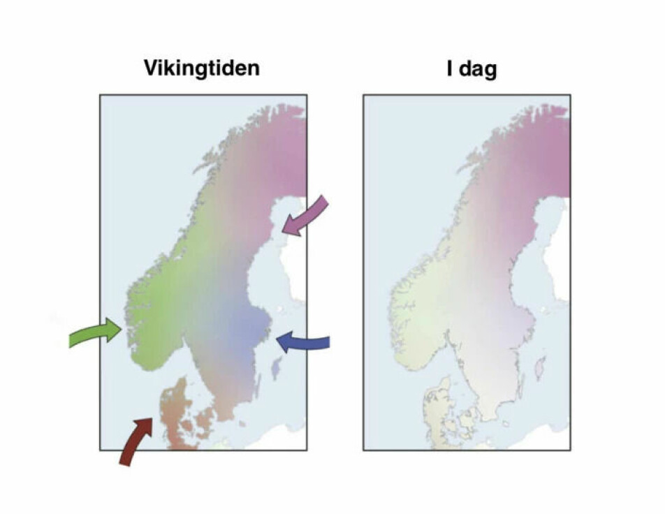 During the Viking Age, genes flowed into Scandinavia from four different sources (left picture). There are still traces of these genes (right picture) in the genes of Norwegians, Swedes and Danes, but to varying degrees.