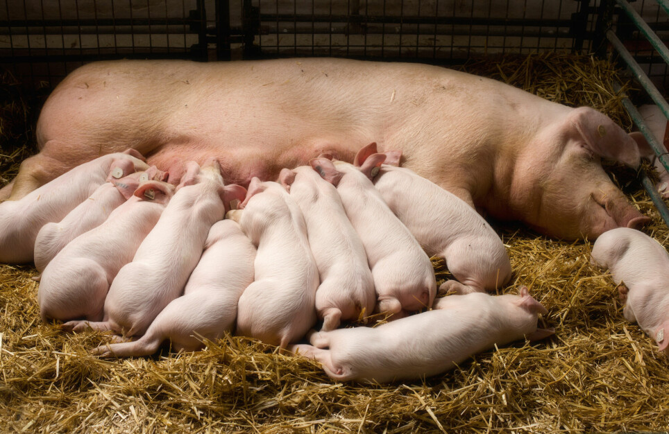 Assisted fertilization is about to become more common in Norwegian pig barns.
