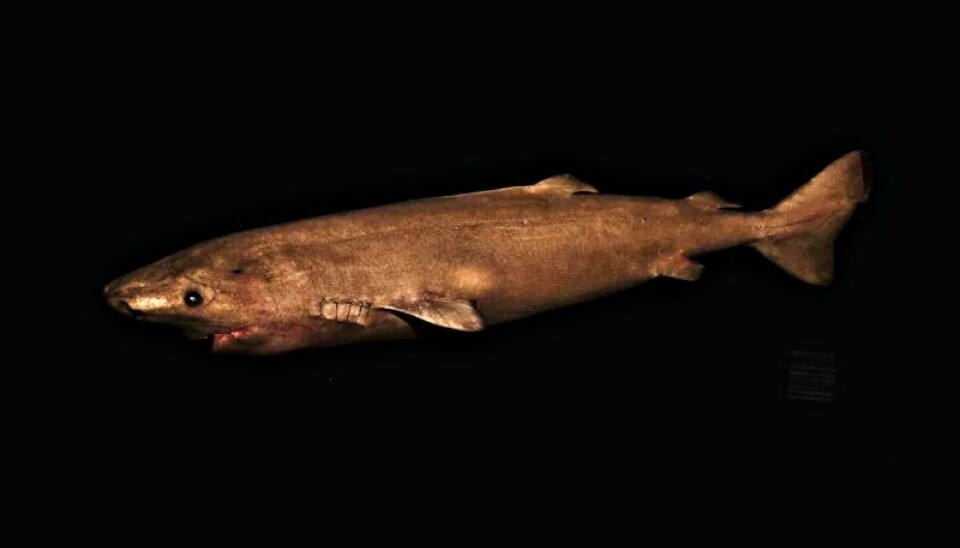 Deep in the Norwegian fjords swims a mysterious shark that may live to be 400 years old – much longer than any other large vertebrate animal in the world.
