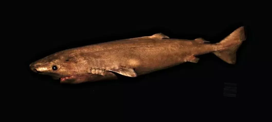 This shark postpones having sex until it is over 100 years old