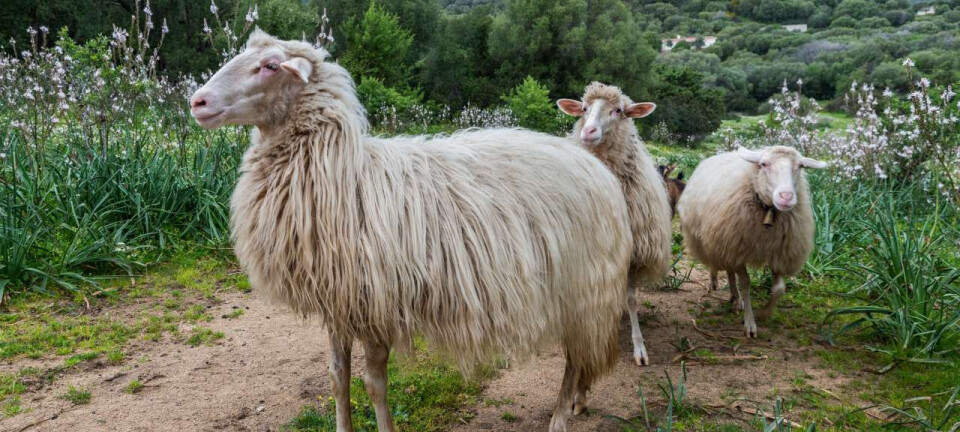 Norwegian researchers exchange knowledge about greenhouse gases from sheep with colleagues in Sardinia