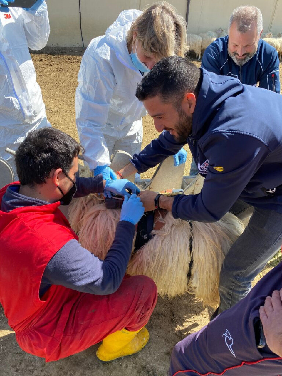Local researchers received training in the SF6 method for measuring gas emissions on pasture.