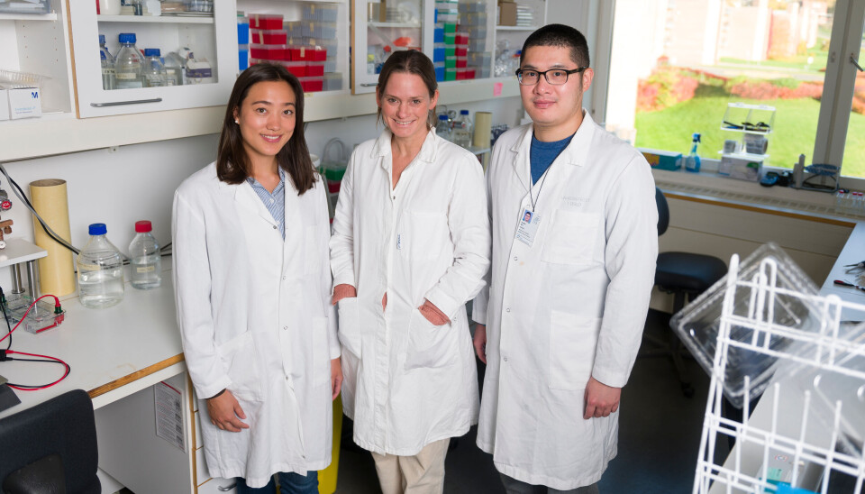 From left: Research fellow Miriam Aarsund Larsen, Professor Marit Inngjerdingen and postdoctoral fellow Yunjie Wu at the Department of Pharmacology at the Institute of Clinical Medicine.