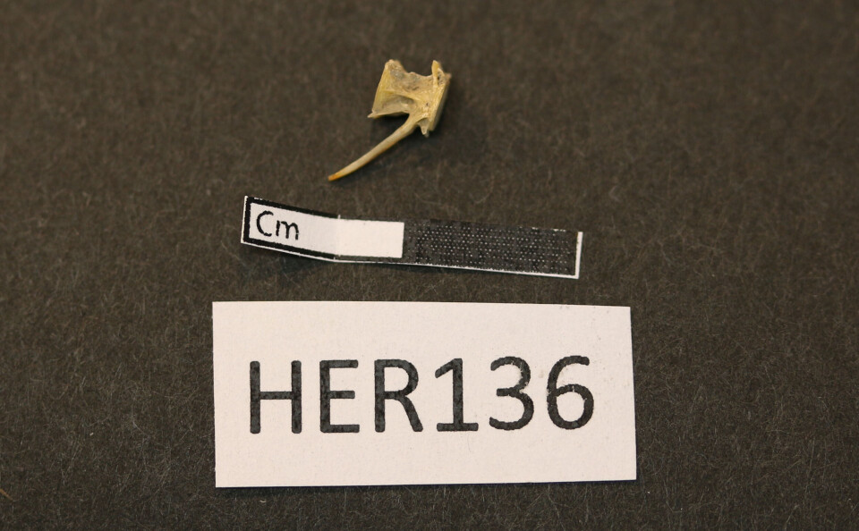 Lane Atmore has spent weeks and months in the lab to extract DNA from tiny herring bones like this.