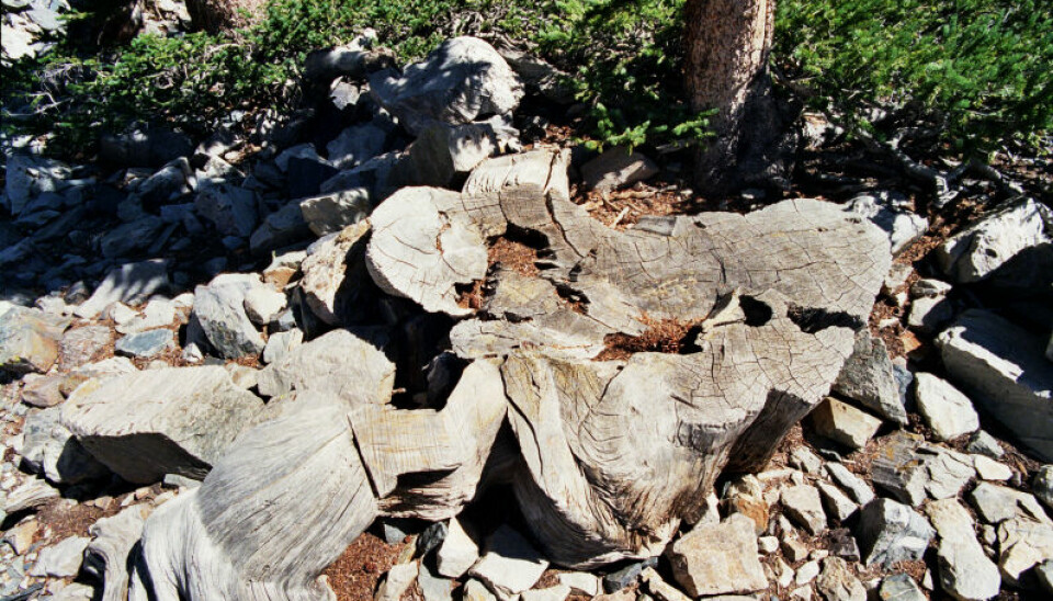 This is the tree stump from a very old pine tree. Information stored in these and other ancient trees is important for understanding radiocarbon dating.