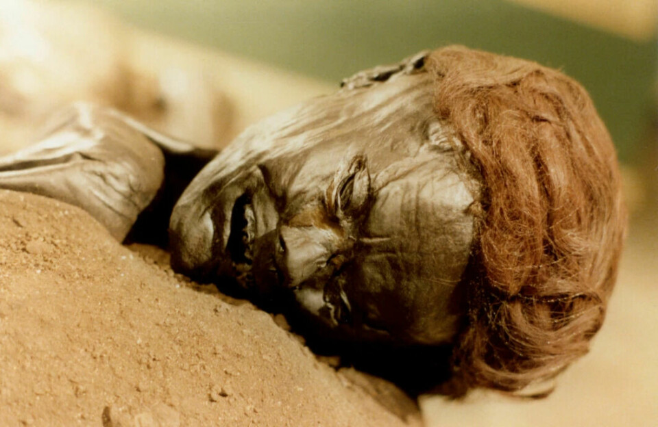 The Grauballe Man is a 2,000-year-old bog corpse that was found in 1952 in Nebelgaard Mose, west of Aarhus in Denmark. The find is very well preserved, so that researchers have been able to study everything from the Grauballe Man's skin, hair, teeth and body, right down to his last meal. They believe he may have been given as a gift to the gods in the bog’s depths, according to Moesgård Museum, where the body is on display.