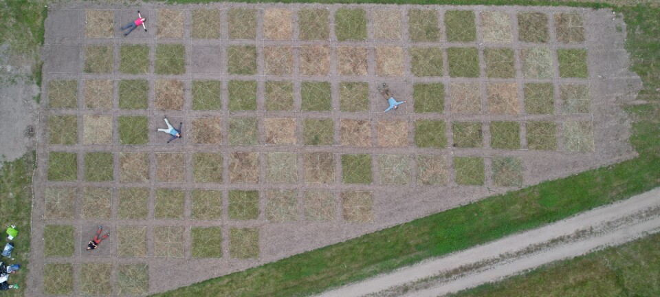 New use of traditional hay meadows is a win-win for pollinating insects and people