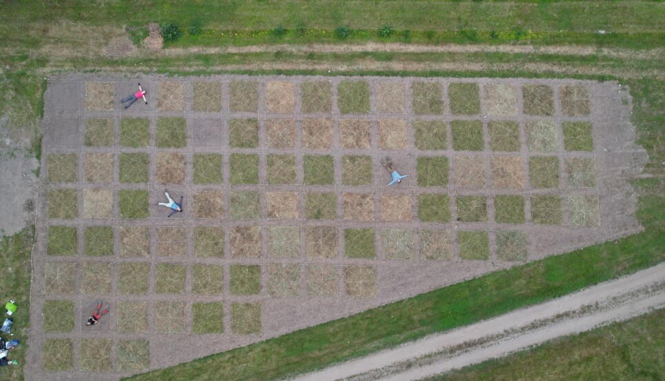 Experimental flower meadows using seed-rich hay. What is the best time to harvest, what type of hay is needed, and how much hay yields the most floral resources for pollinators?