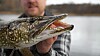 Norwegian and Swedish researchers completely disagree about pike