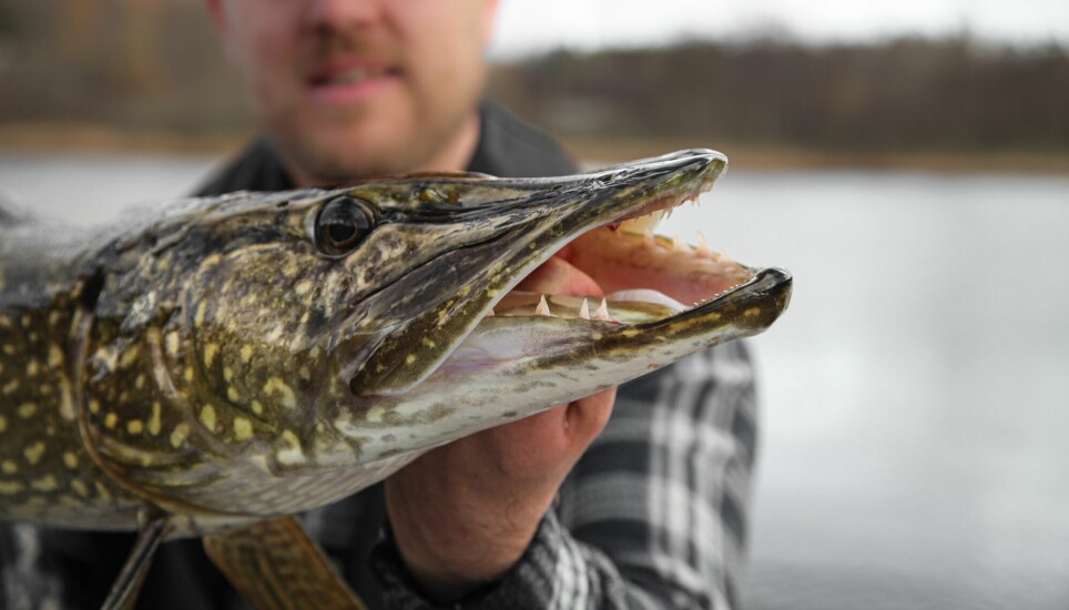 Pike is popular as a sportfish, with the result that it is illegally released into Norwegian waters.