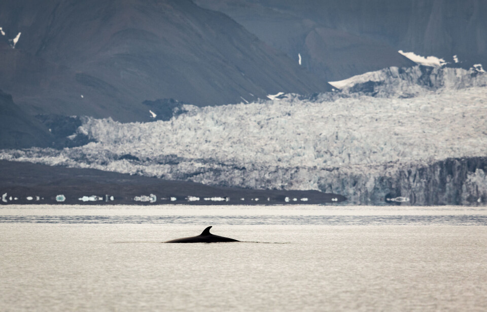 Whale faeces float on the surface, unlike fish and zooplankton faeces, which sink to the sea bottom.