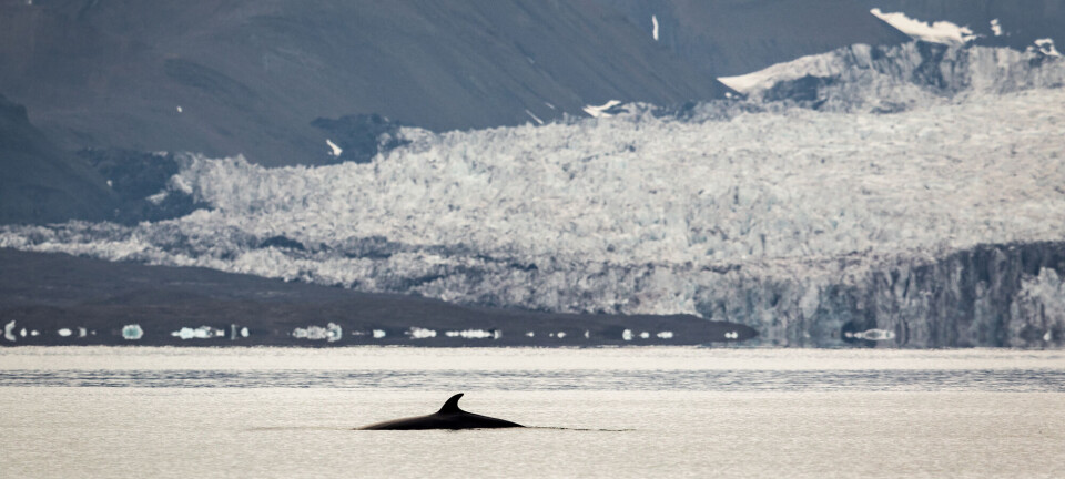 Minke whales around Svalbard excrete 600 tonnes of poo each day
