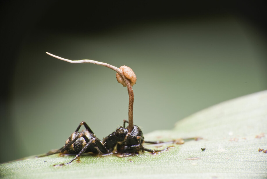 An ant with Cordyceps.