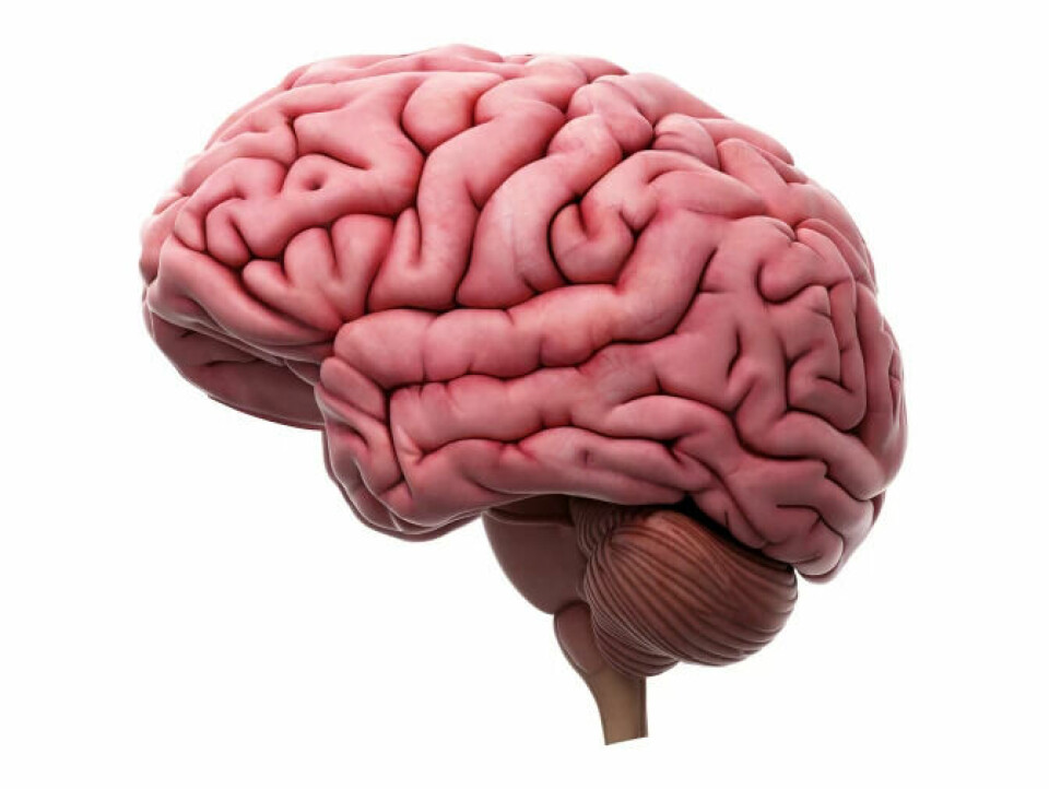 The human brain is not the largest, but it is very densely packed.