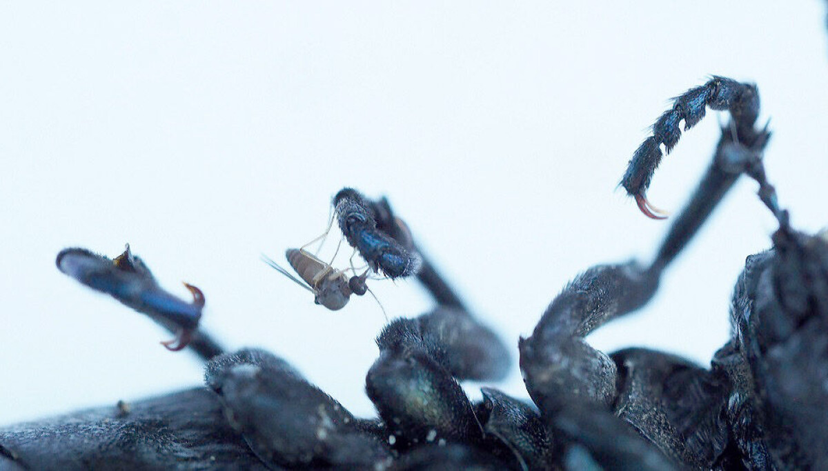 Over 100 new species discovered in Norway