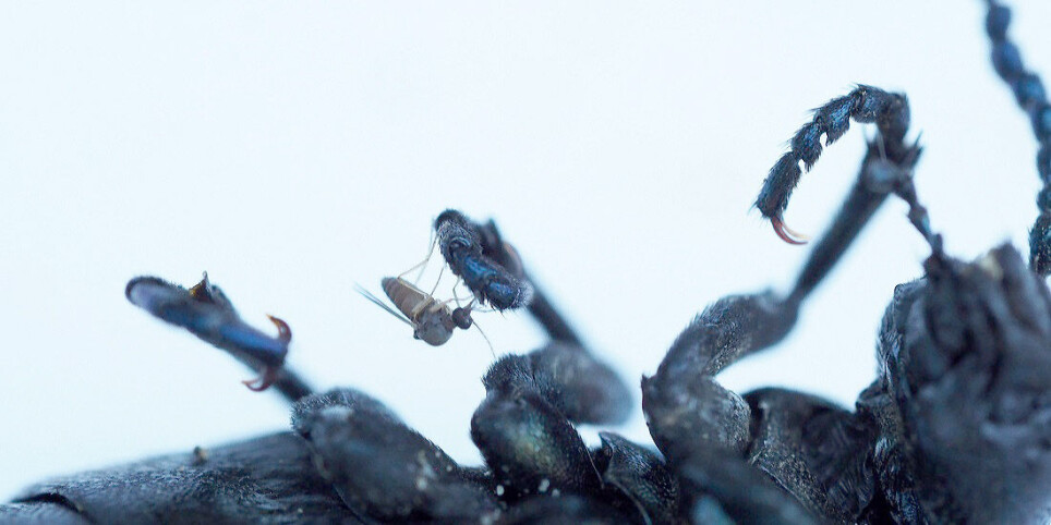 A small biting midge (Atrichopogon oedemerarum) sits on the leg of an oil beetle. The midge is attracted to cantharidin, a defensive substance that the beetle emits even after it has died. The researchers therefore used beetles as bait during their field work.