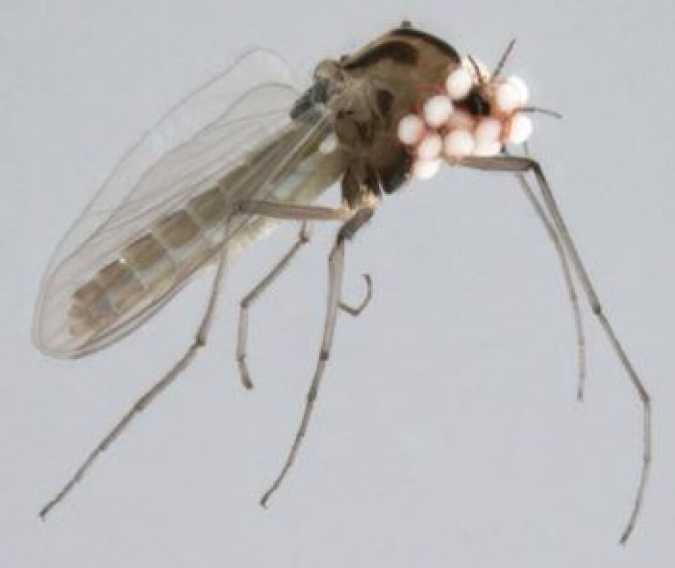 Non-biting midge with water mite larvae.