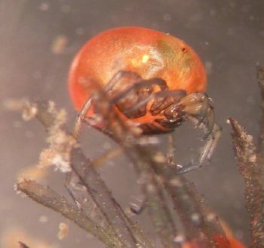 Water mite (Piona sp). We now know of many more species than before.