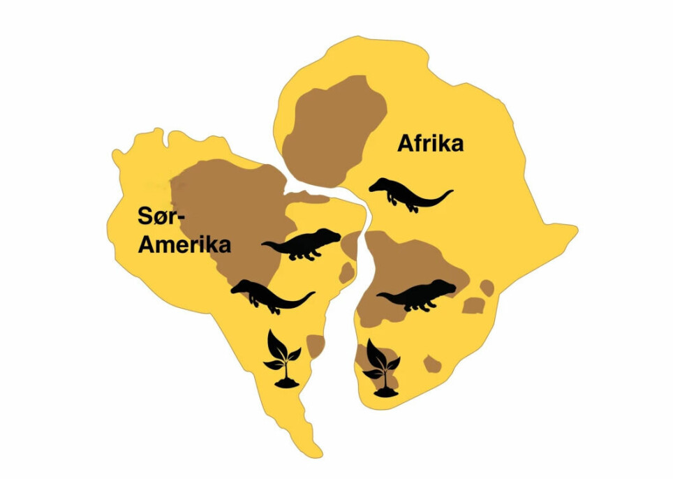 Africa and South America fit together like two puzzle pieces. Many millions of years ago, the same animals, the same plants and the same rocks were found in both places. What does that tell us?