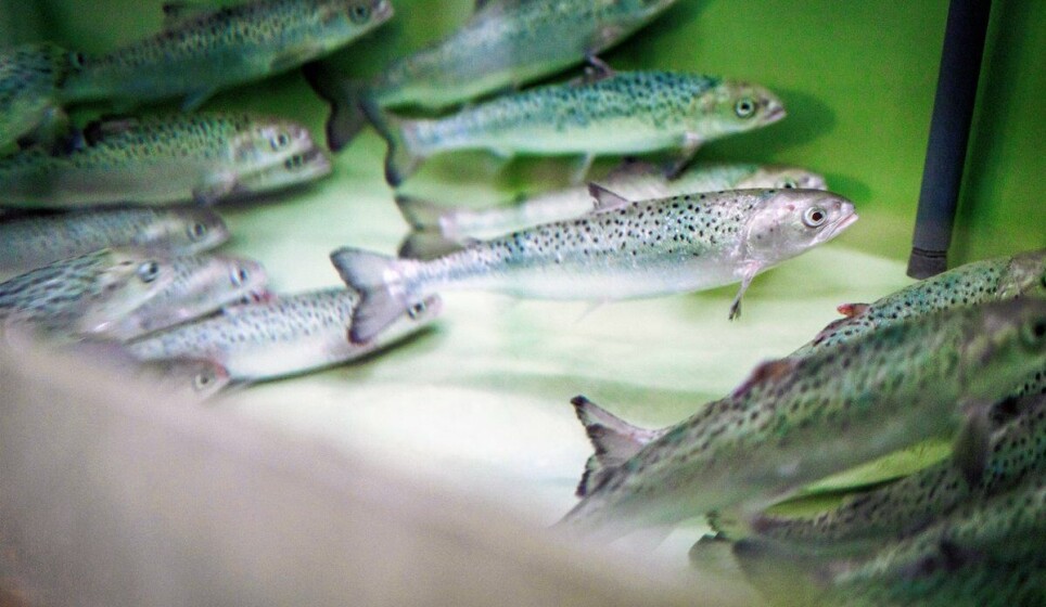 Illustration: Farmed salmon spend their childhood in freshwater tanks on land – before they are induced to smoltify.