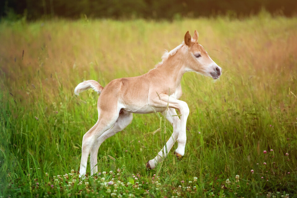 A foal can stand, walk and nurse on its own just a few short hours after birth.