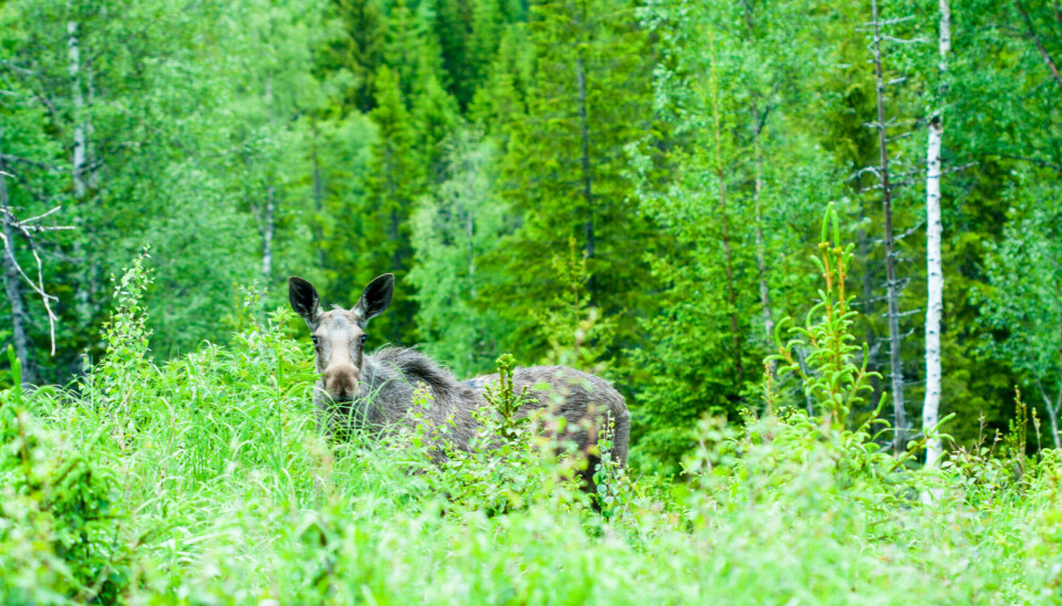 This big boy can be responsible for huge amounts of carbon emissions, simply by eating young vegetation that sprouts after a clearcut and that if left alone, would grow up and store carbon.