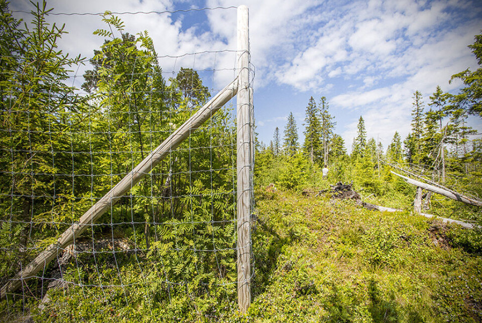 This photo shows just how dramatic the difference is between areas where moose have grazed and have not grazed.