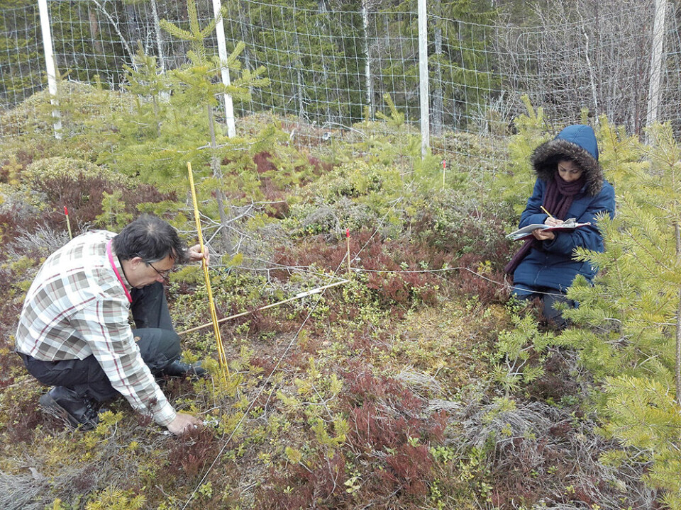 Researchers in the SustHerb project, which provided the foundation for the new study, continuously tracked changes in forest diversity and structure as affected by grazing moose. The changes can take years to manifest.