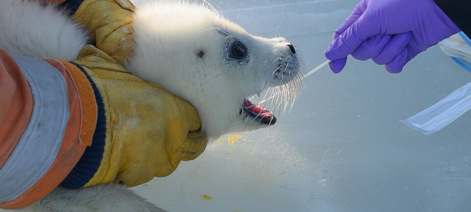 Norwegian-Kazakhstan research collaboration aims to save endangered seal species