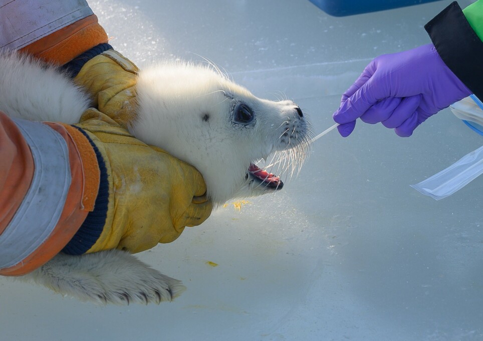 There are serious ecological challenges in the Caspian Sea, which are affecting the highly threatened Caspian sea lion.