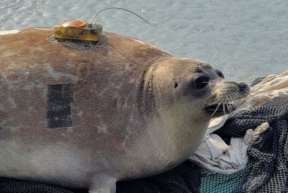 The scientists installed electronic tracking sensors on the seals that received veterinary treatment. The instruments will determine the exact location of the animals, the depth of immersion and establish whether the seal is on ice or in water.