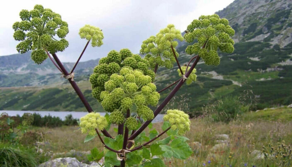 The plant Norwegian angelica could be considered sweets by Viking children.
