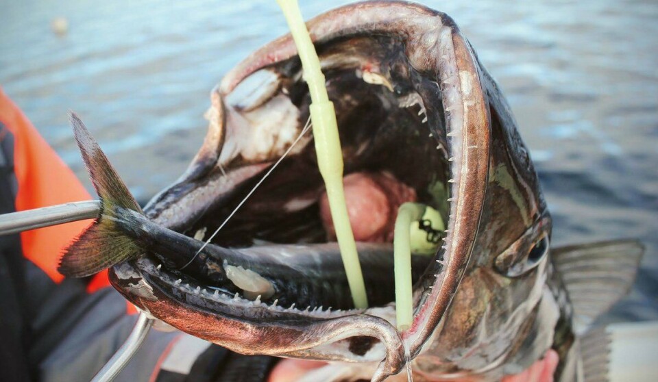 The European hake is a voracious hunter which locks its jaws around the prey.