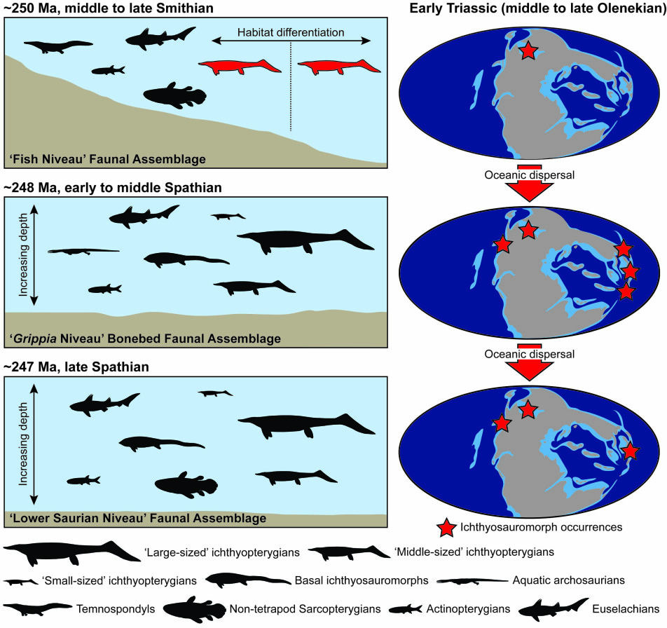 Researchers have found three fossil-rich layers from the beginning of the Triassic period on Svalbard. The oldest is 250 million years old and contains fish, amphibians and now the world's oldest ichthyosaur. The middle one is 248 million years old and shows a shift in species composition, where amphibians have become rarer and ichthyosaurs take over as the largest predators. In the youngest layer, which is 247 million years old, there are more large ichthyosaurs, but also smaller forms. These layers are the focus of research for palaeontologists at the Natural History Museum in Oslo and their international colleagues, and will give us a new understanding of how life recovered from the greatest catastrophe in the history of life, 252 million years ago.