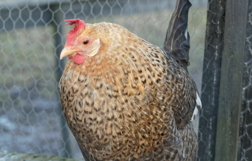 Chickens thrive best when they are allowed to do more of what they want.