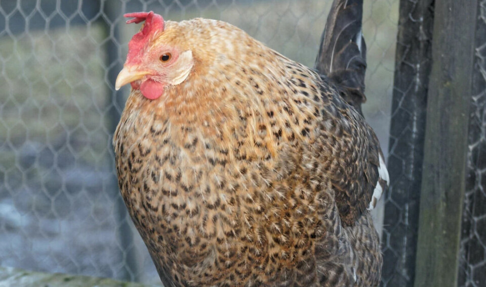 Even chickens can de-stress with a good bath