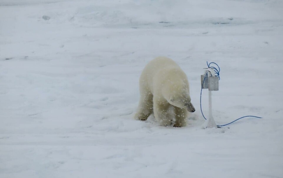 In the Olga Strait outside Svalbard, the sampler was carefully assessed for quality (but not damaged) by a polar bear.