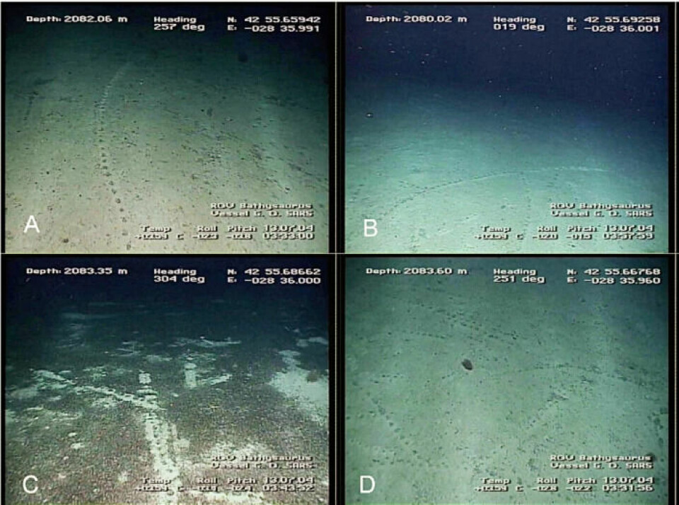 More photos that were taken of the tracks in the deep sea. Notice how regular they are.