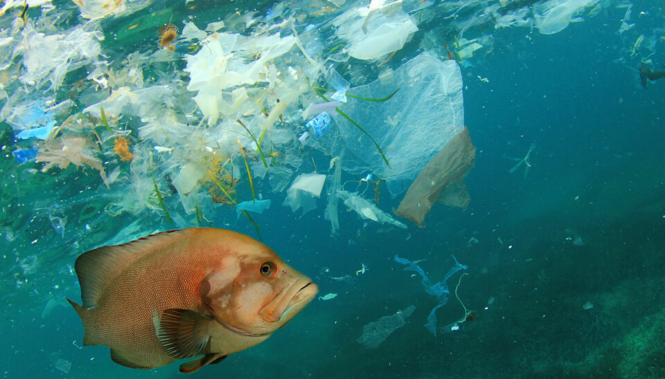 Plastic in our oceans can harm fish and other animals.