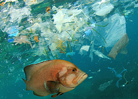 171 trillion pieces of plastic are floating around in our oceans