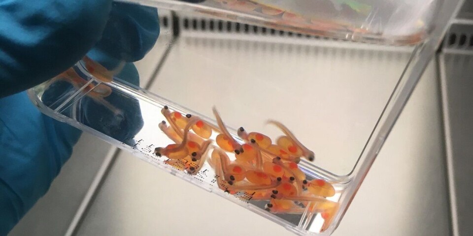 Researchers have successfully kept salmon fry bacteria-free for up to 12 weeks after the eggs have hatched, facilitating experiments that might one day make the fish healthier.