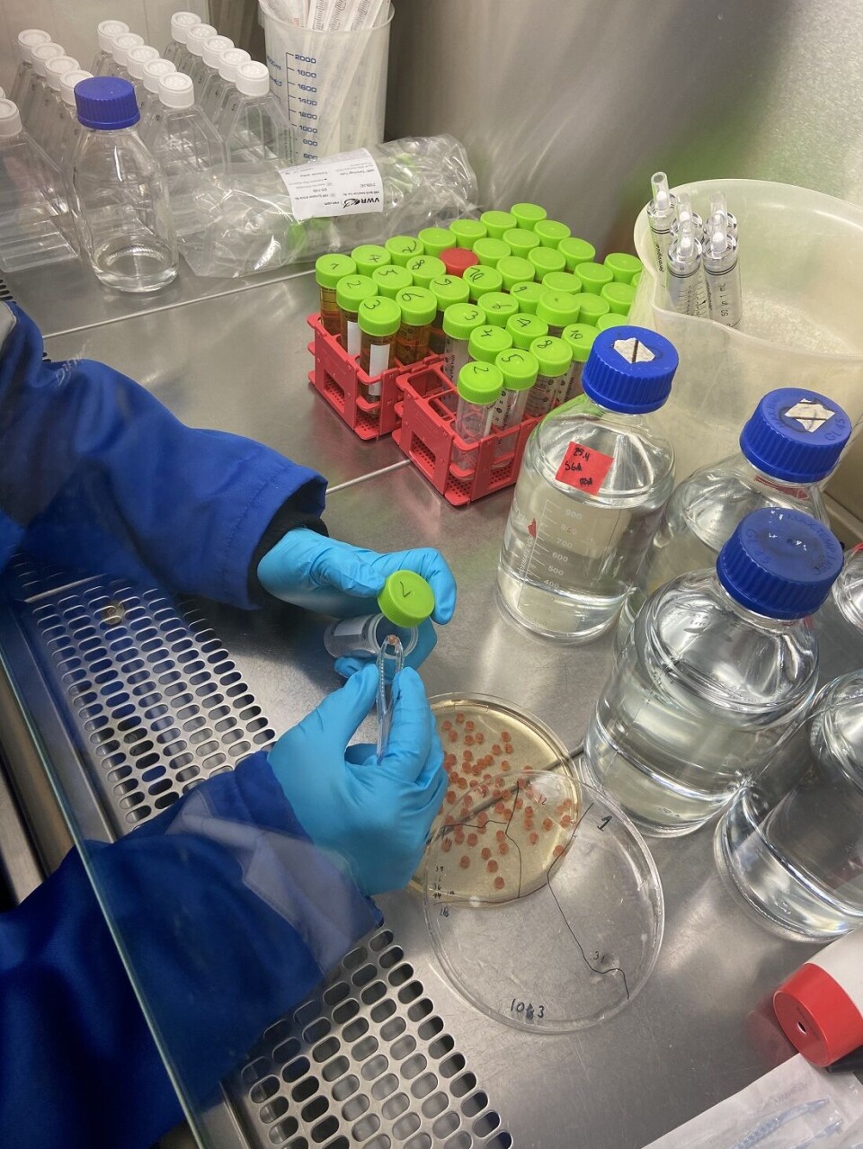 The NTNU group has developed an efficient, smart method that works for salmon eggs and fry.
